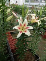 [5181 Nymph No01.JPG]